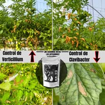 Presentación técnica